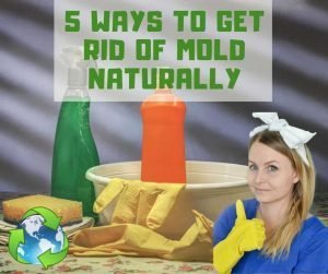 Read more about the article 5 Ways To Get Rid Of Mold Naturally