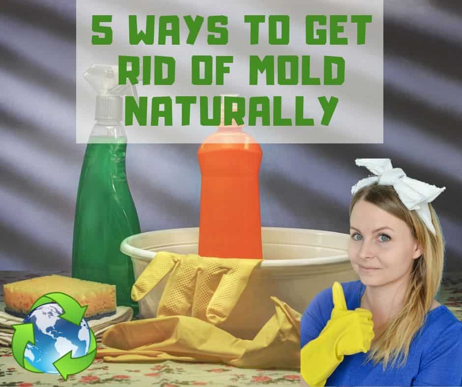 You are currently viewing 5 Ways To Get Rid Of Mold Naturally