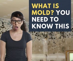 Read more about the article What Is Mold? Why Should I Care?